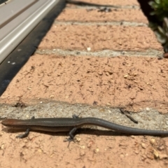 Lampropholis delicata at Macgregor, ACT - 6 Nov 2021