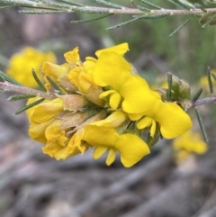 Dillwynia sericea (Egg And Bacon Peas) at Jerrabomberra, NSW - 6 Nov 2021 by SteveBorkowskis