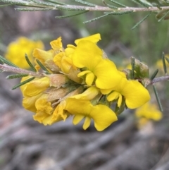 Dillwynia sericea (Egg And Bacon Peas) at Jerrabomberra, NSW - 6 Nov 2021 by Steve_Bok