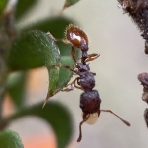 Podomyrma sp. (genus) at Karabar, NSW - 6 Nov 2021