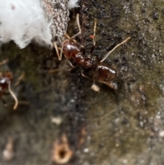 Papyrius sp (undescribed) (Hairy Coconut Ant) at Jerrabomberra, NSW - 6 Nov 2021 by SteveBorkowskis