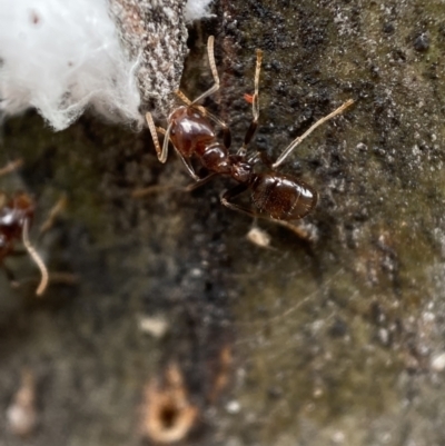 Papyrius sp (undescribed) (Hairy Coconut Ant) at Jerrabomberra, NSW - 6 Nov 2021 by SteveBorkowskis