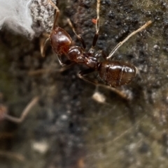 Papyrius sp (undescribed) at Jerrabomberra, NSW - 6 Nov 2021