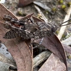 Coryphistes ruricola (Bark-mimicking Grasshopper) at Mount Jerrabomberra - 6 Nov 2021 by SteveBorkowskis