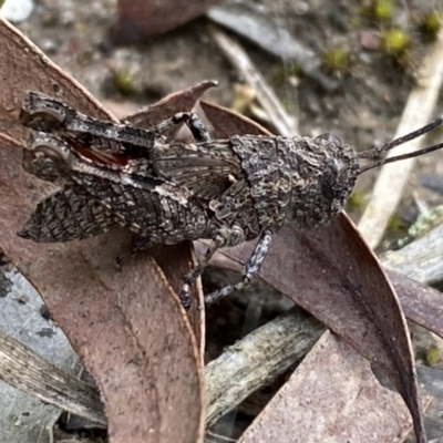 Coryphistes ruricola (Bark-mimicking Grasshopper) at Mount Jerrabomberra - 6 Nov 2021 by SteveBorkowskis