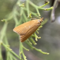 Eulechria electrodes (Yellow Eulechria Moth) at Mount Jerrabomberra - 6 Nov 2021 by SteveBorkowskis