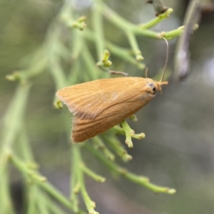 Eulechria electrodes at Karabar, NSW - 6 Nov 2021