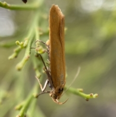 Eulechria electrodes at Karabar, NSW - 6 Nov 2021