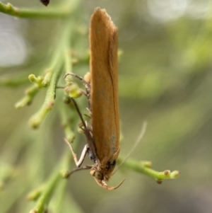 Eulechria electrodes at Karabar, NSW - 6 Nov 2021