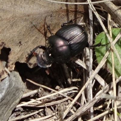 Onthophagus australis (Southern dung beetle) at Mount Fairy, NSW - 1 Nov 2021 by JanetRussell