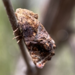 Peritropha oligodrachma (A twig moth) at Mount Jerrabomberra - 6 Nov 2021 by SteveBorkowskis