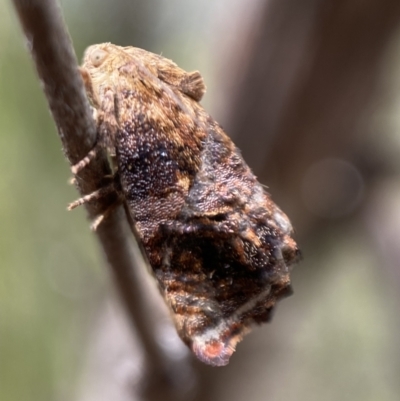 Peritropha oligodrachma (A twig moth) at Mount Jerrabomberra - 6 Nov 2021 by SteveBorkowskis