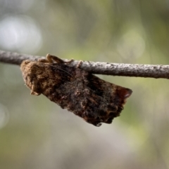 Peritropha oligodrachma at Karabar, NSW - 6 Nov 2021