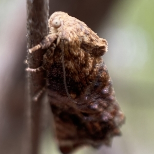 Peritropha oligodrachma at Karabar, NSW - 6 Nov 2021