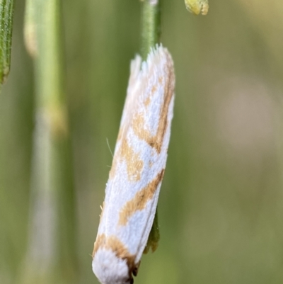 Oxythecta acceptella (Scat Moth) at Karabar, NSW - 6 Nov 2021 by SteveBorkowskis