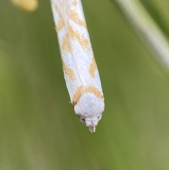 Oxythecta acceptella at Karabar, NSW - 6 Nov 2021