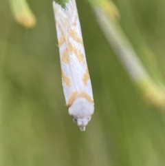 Oxythecta acceptella at Karabar, NSW - 6 Nov 2021