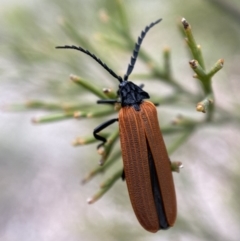 Porrostoma rhipidium (Long-nosed Lycid (Net-winged) beetle) at Karabar, NSW - 5 Nov 2021 by Steve_Bok