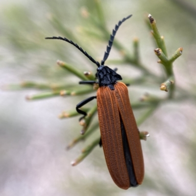 Porrostoma rhipidium (Long-nosed Lycid (Net-winged) beetle) at Karabar, NSW - 6 Nov 2021 by SteveBorkowskis