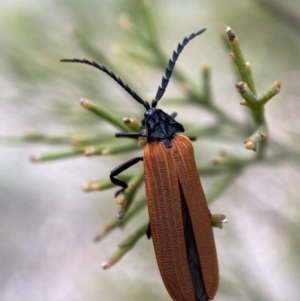 Porrostoma rhipidium at Karabar, NSW - 6 Nov 2021