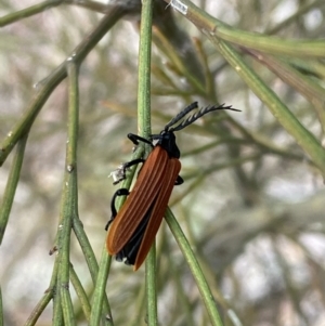 Porrostoma rhipidium at Karabar, NSW - 6 Nov 2021