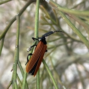 Porrostoma rhipidium at Karabar, NSW - 6 Nov 2021