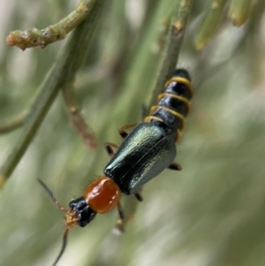 Melyridae (family) at Karabar, NSW - 6 Nov 2021