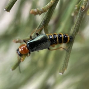 Melyridae (family) at Karabar, NSW - 6 Nov 2021