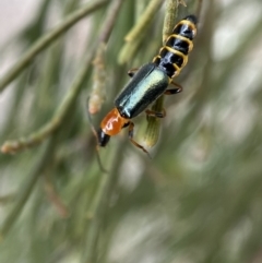 Melyridae (family) at Karabar, NSW - 6 Nov 2021