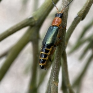 Melyridae (family) at Karabar, NSW - 6 Nov 2021