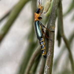 Melyridae (family) at Karabar, NSW - 6 Nov 2021