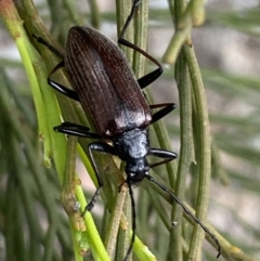 Homotrysis cisteloides (Darkling beetle) at Karabar, NSW - 6 Nov 2021 by SteveBorkowskis