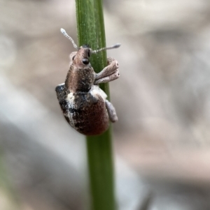 Gonipterus sp. (genus) at Karabar, NSW - 6 Nov 2021 10:07 AM