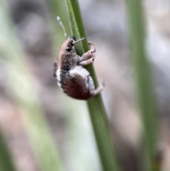 Gonipterus sp. (genus) at Karabar, NSW - 6 Nov 2021 10:07 AM