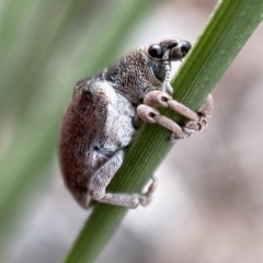 Gonipterus sp. (genus) at Karabar, NSW - 6 Nov 2021