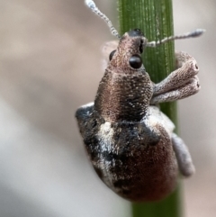 Gonipterus sp. (genus) at Karabar, NSW - 6 Nov 2021