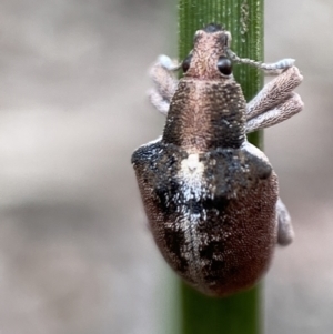 Gonipterus sp. (genus) at Karabar, NSW - 6 Nov 2021