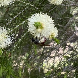 Lasioglossum (Parasphecodes) sp. (genus & subgenus) at Murrumbateman, NSW - 2 Nov 2021