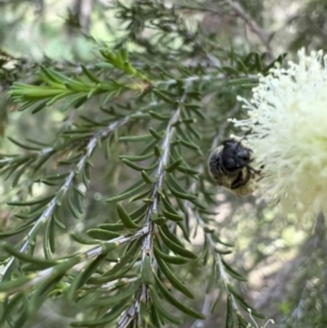 Lasioglossum (Parasphecodes) sp. (genus & subgenus) at Murrumbateman, NSW - 2 Nov 2021