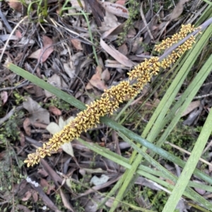 Lomandra longifolia at Jerrabomberra, NSW - 6 Nov 2021 11:32 AM