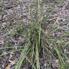 Lomandra longifolia at Jerrabomberra, NSW - 6 Nov 2021