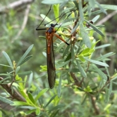 Harpobittacus australis (Hangingfly) at Jerrabomberra, NSW - 6 Nov 2021 by SteveBorkowskis