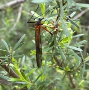 Harpobittacus australis at Jerrabomberra, NSW - 6 Nov 2021 11:34 AM