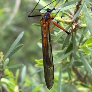 Harpobittacus australis at Jerrabomberra, NSW - 6 Nov 2021 11:34 AM