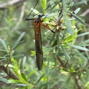 Harpobittacus australis at Jerrabomberra, NSW - 6 Nov 2021