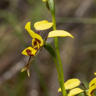 Diuris sulphurea (Tiger Orchid) at Hackett, ACT - 6 Nov 2021 by trevsci