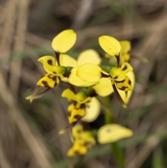 Diuris sulphurea at Hackett, ACT - 6 Nov 2021