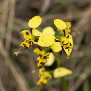 Diuris sulphurea at Hackett, ACT - 6 Nov 2021