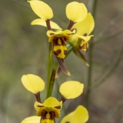 Diuris sulphurea at Hackett, ACT - 6 Nov 2021