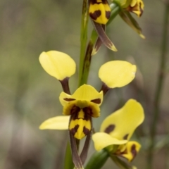 Diuris sulphurea at Hackett, ACT - 6 Nov 2021